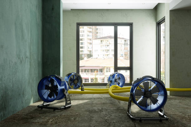 Best Basement water damage restoration  in Olivet, MI